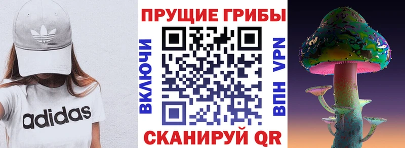 Купить где  Каргат  Псилоцибиновые грибы Psilocybine cubensis 